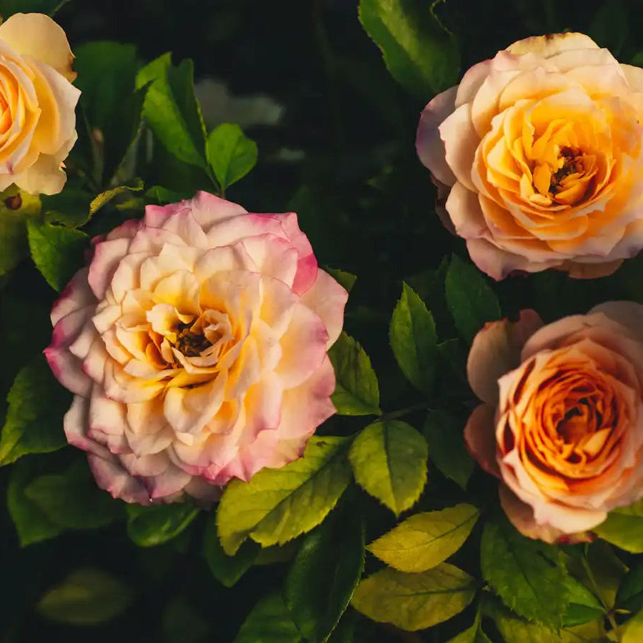 Rose - Pavlova