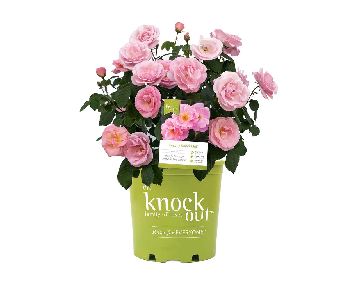 Rose - Peachy Knock Out
