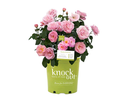 Rose - Peachy Knock Out