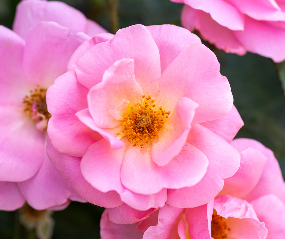 Rose - Peachy Knock Out