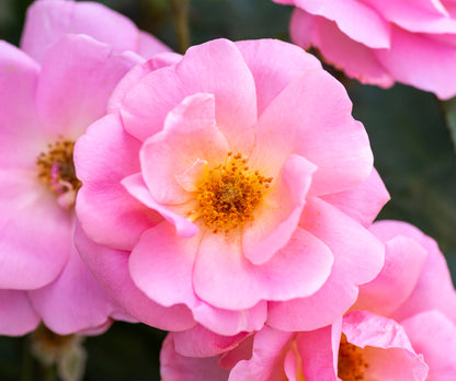 Rose - Peachy Knock Out