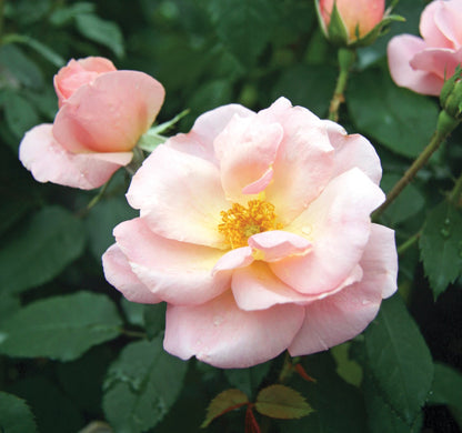 Rose - Peachy Knock Out