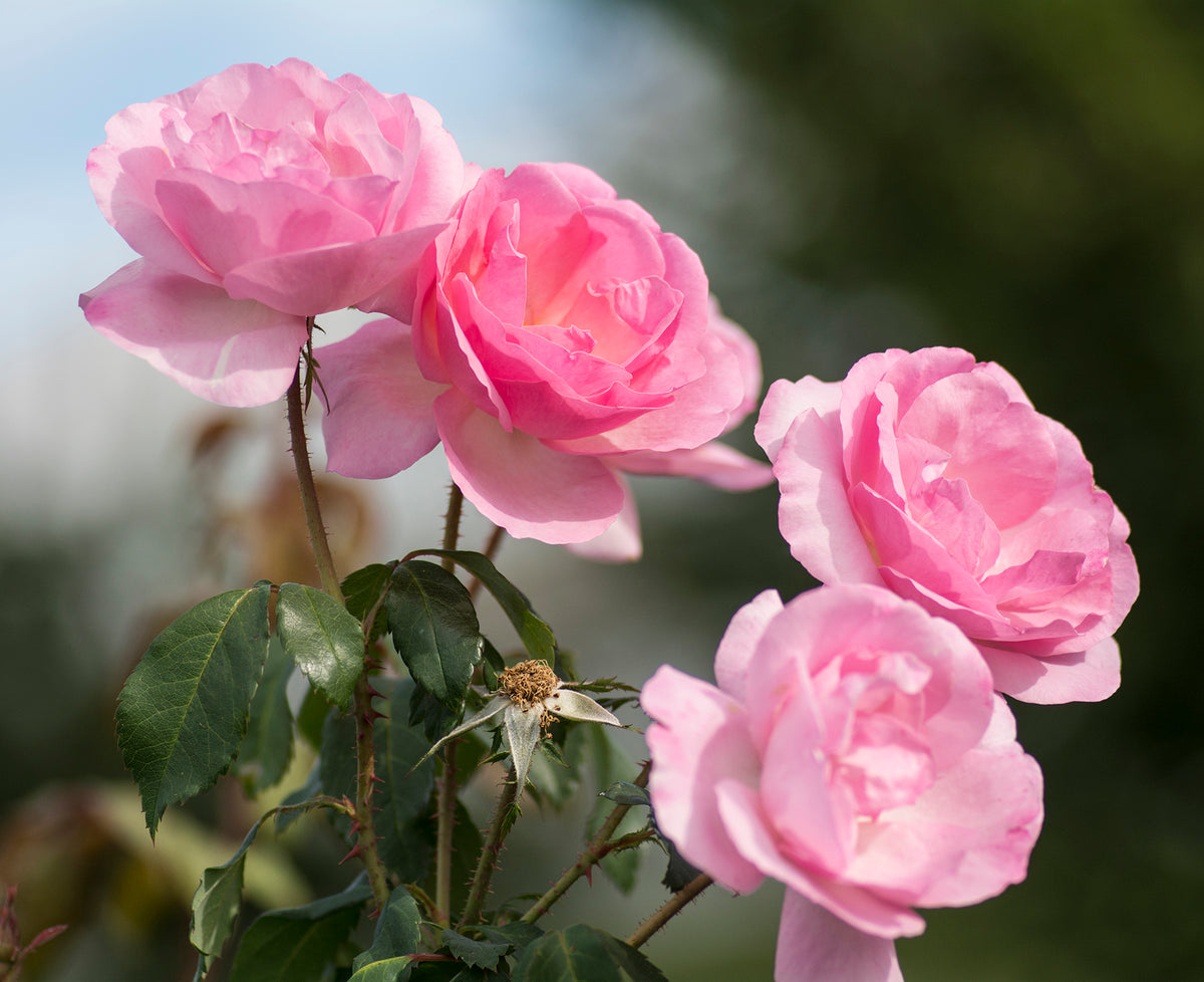 Rose - Peachy Knock Out