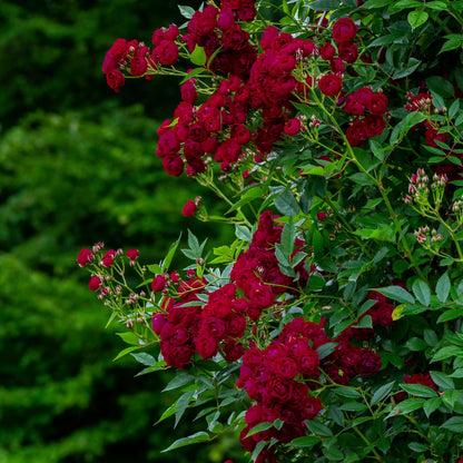 Rose - Perennial Domino