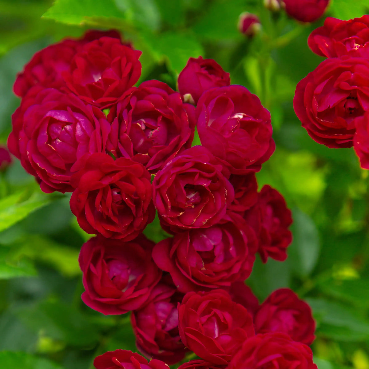 Rose - Perennial Domino