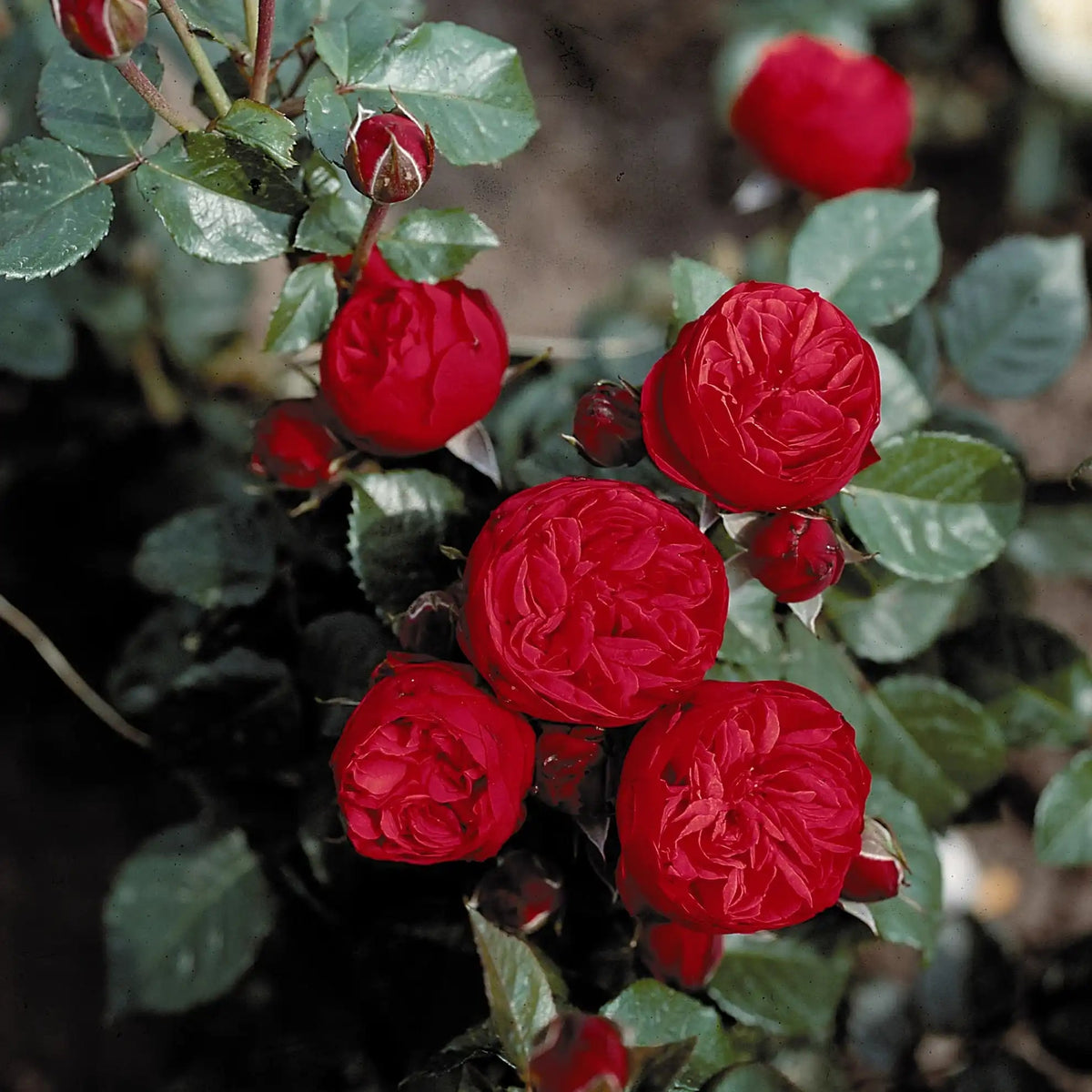 Rose - Piano