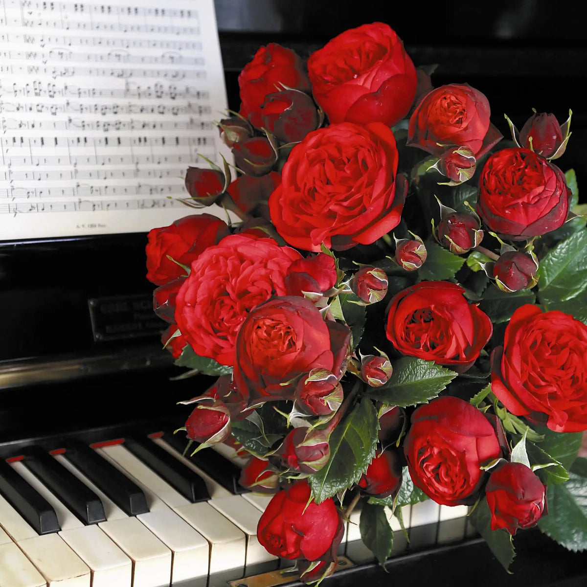 Rose - Piano