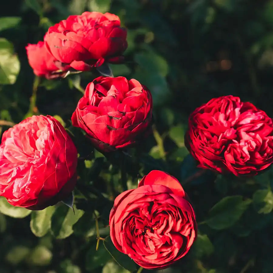 Rose - Piano
