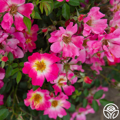 Rose - Pink Drift