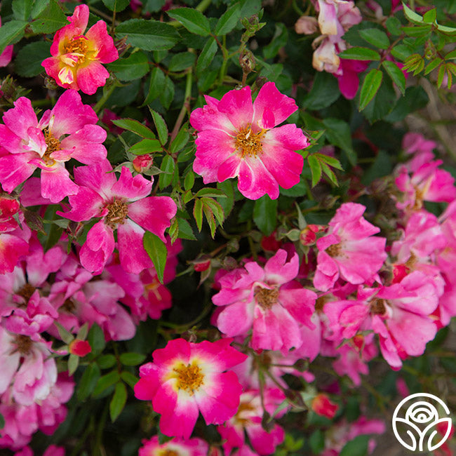 Rose - Pink Drift