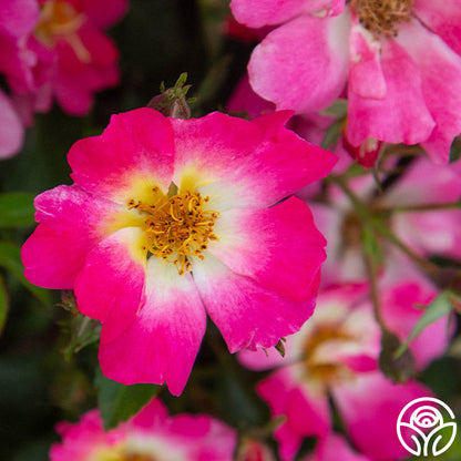 Rose - Pink Drift