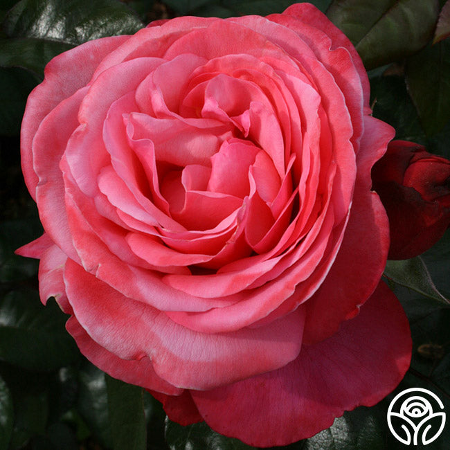 Rose - Pink Flamingo