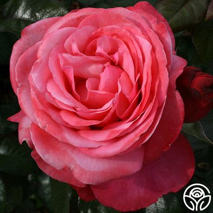 Rose - Pink Flamingo