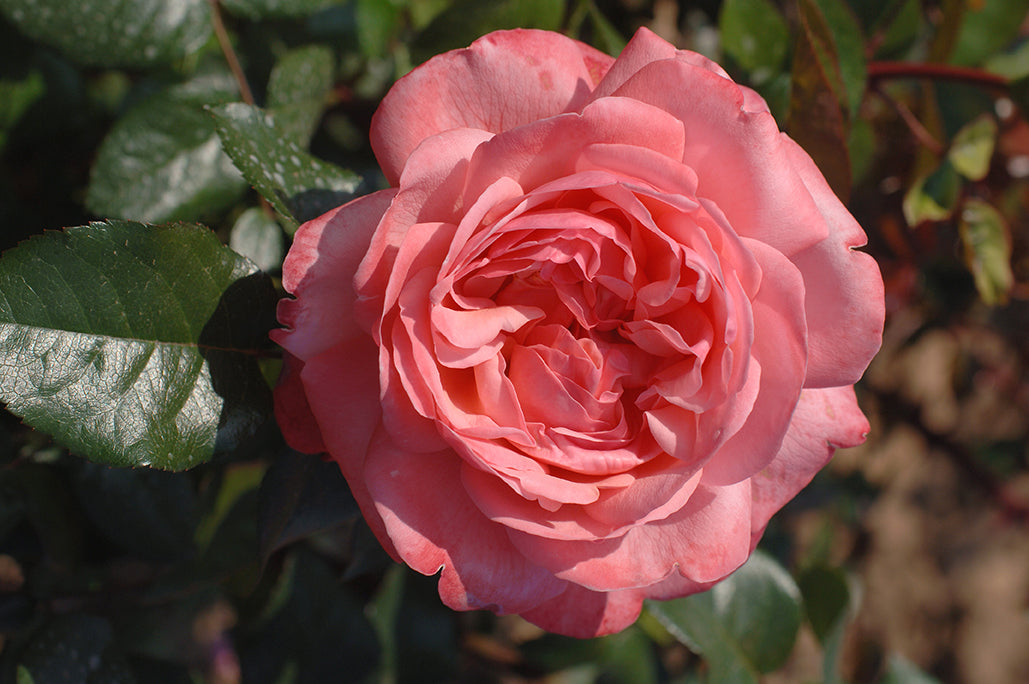 Rose - Pink Flamingo