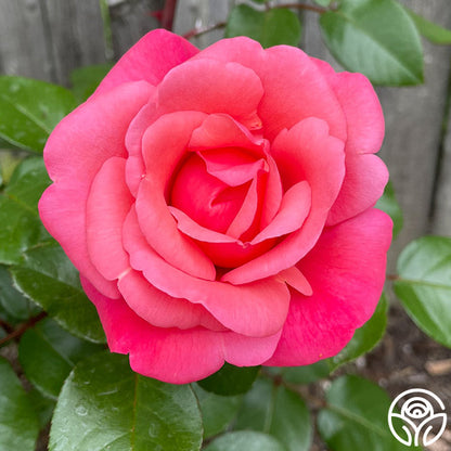Rose - Pink Flamingo