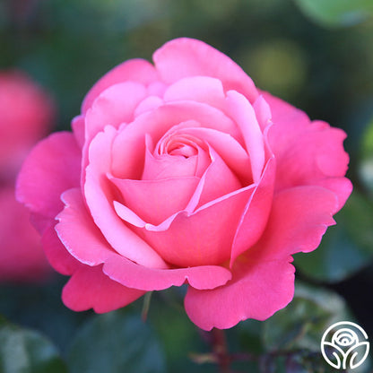 Rose - Pink Flamingo