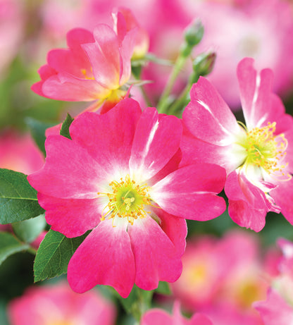 Rose - Pink Drift