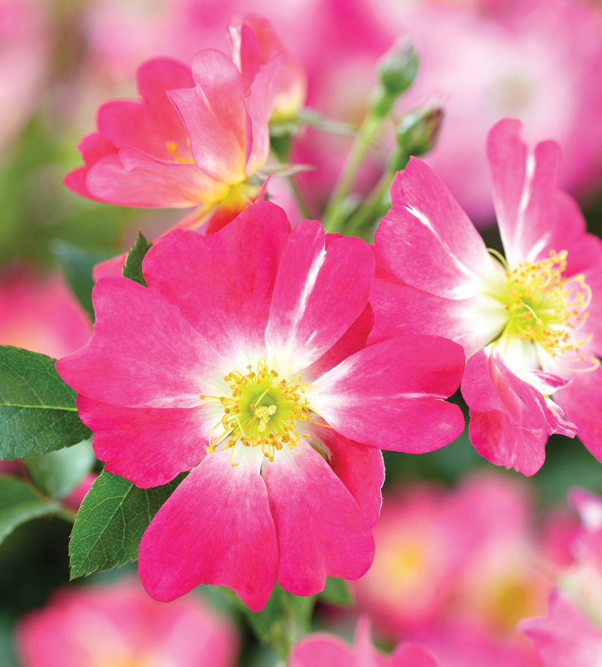 Rose - Pink Drift
