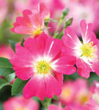 Rose - Pink Drift