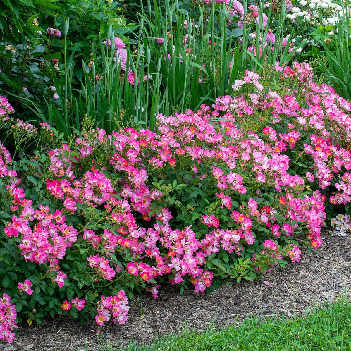 Rose - Pink Drift
