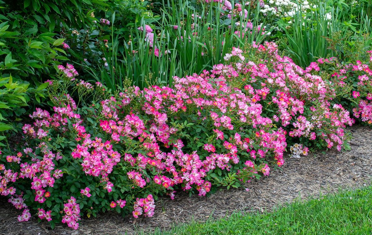 Rose - Pink Drift