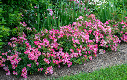 Rose - Pink Drift