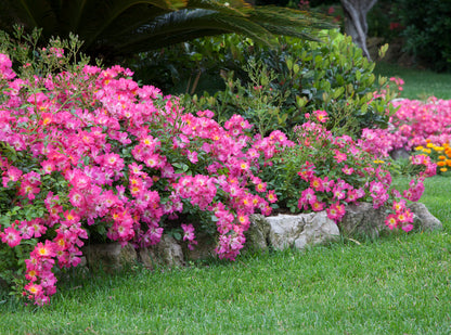Rose - Pink Drift