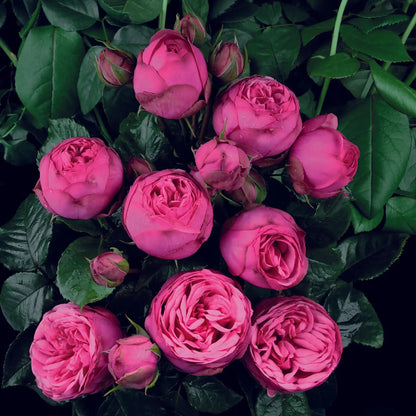 Rose - Pink Piano