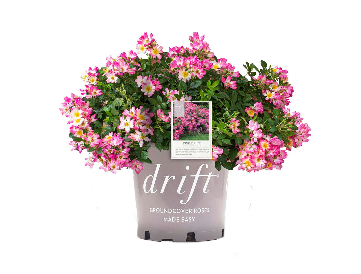 Rose - Pink Drift