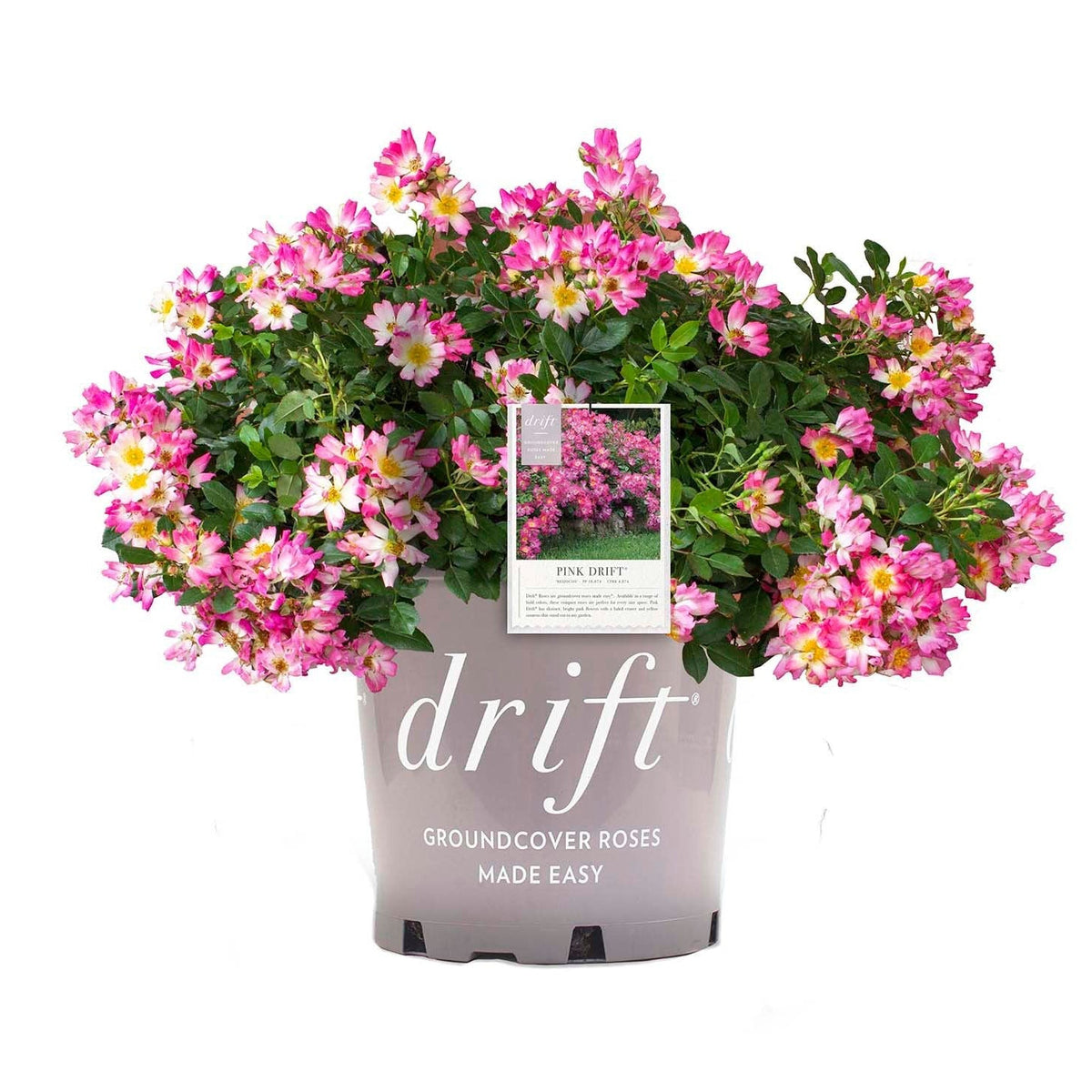 Rose - Pink Drift
