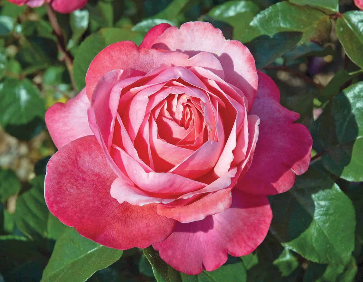 Rose - Pink Flamingo