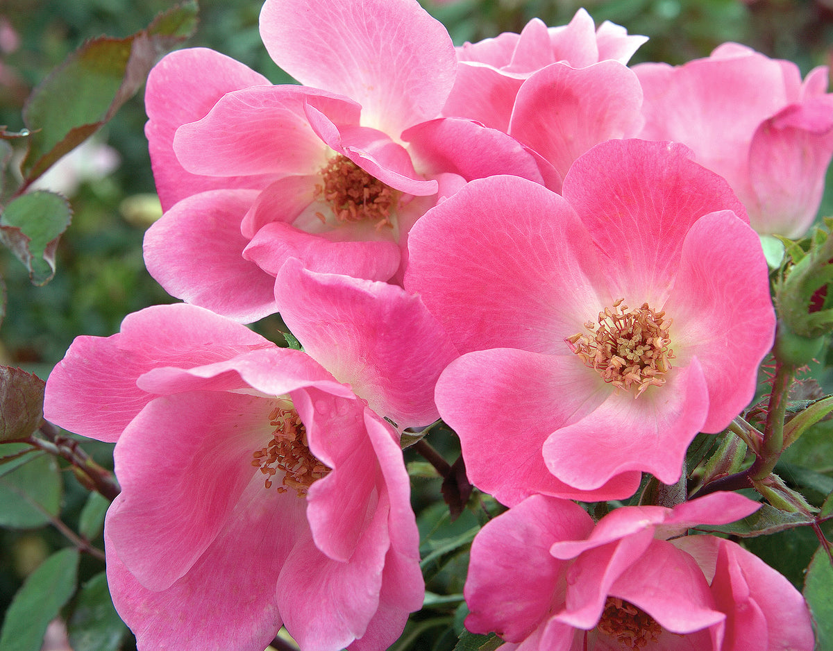 Rose - Pink Knock Out