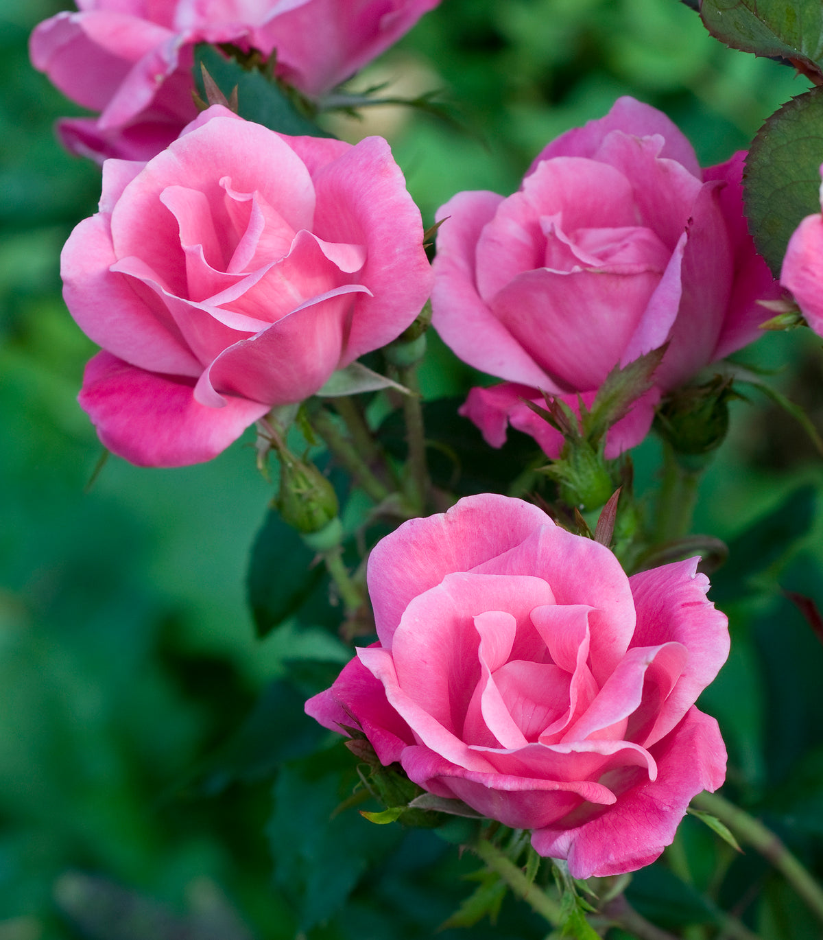 Rose - Pink Knock Out