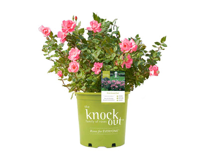 Rose - Pink Knock Out