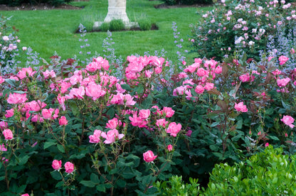 Rose - Pink Knock Out