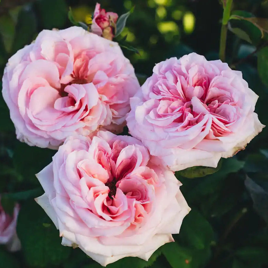 Garden Rose - Pink O'Hara Rose Bush