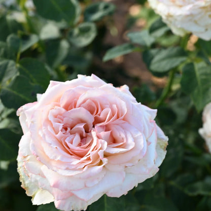 Garden Rose - Pink O'Hara Rose Bush
