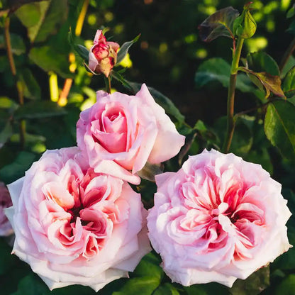 Garden Rose - Pink O'Hara Rose Bush