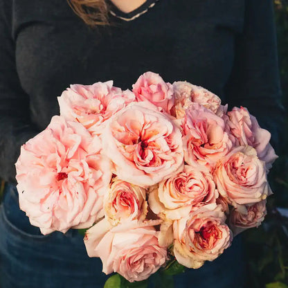 Garden Rose - Pink O'Hara Rose Bush