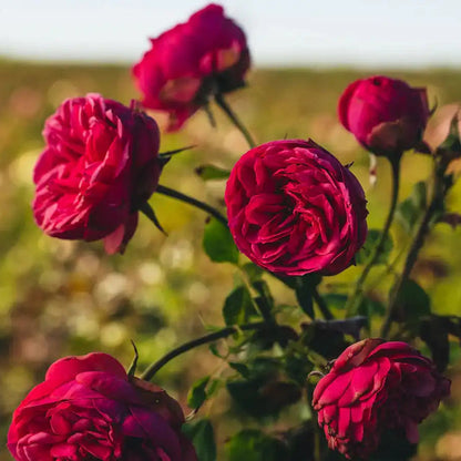 Rose - Pink Piano