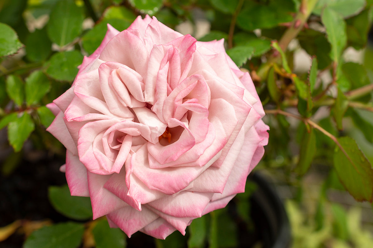 Rose - Pinkerbelle