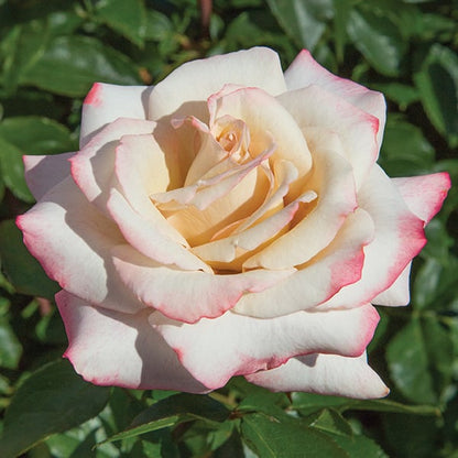 Rose - Pinkerbelle