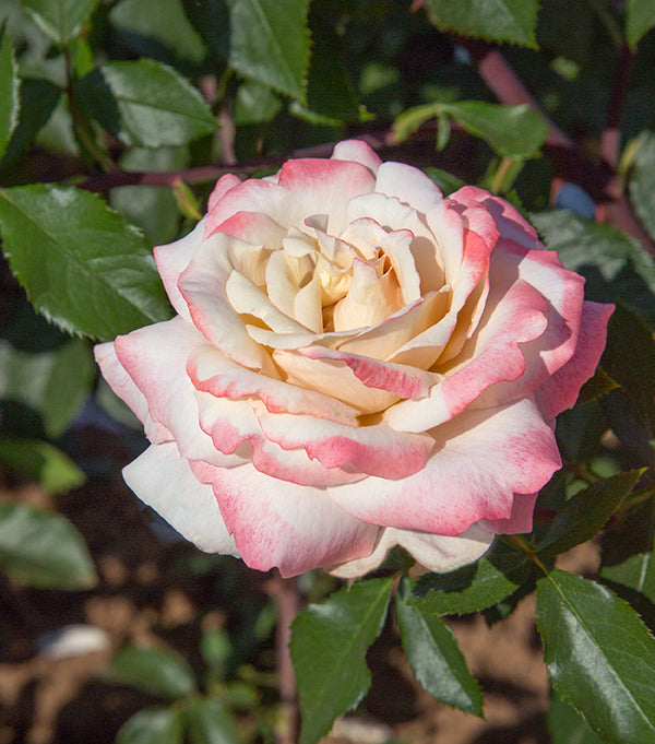 Rose - Pinkerbelle