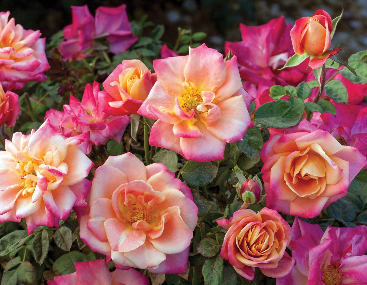 Rose - Polynesian Punch