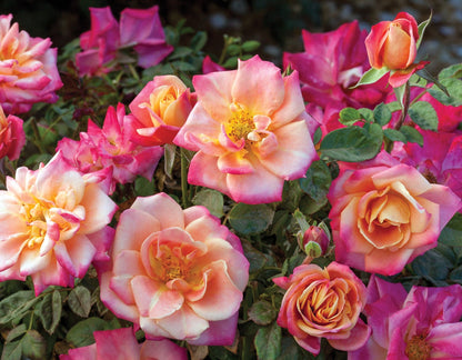 Rose - Polynesian Punch