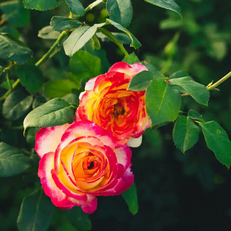Rose - Popstar