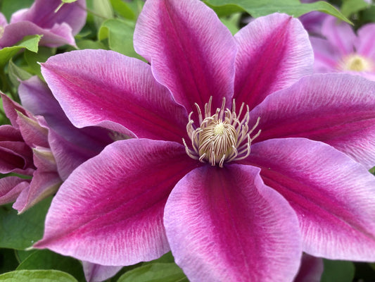 Clematis 'Poseidon'