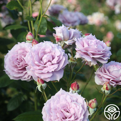 Rose - Poseidon