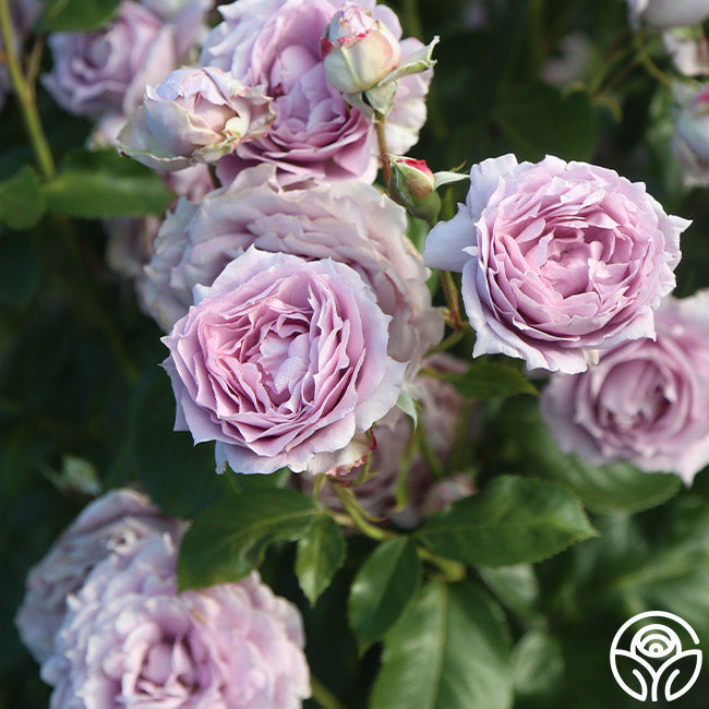 Rose - Poseidon