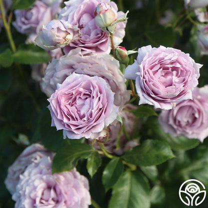 Rose - Poseidon